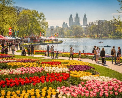 A vibrant park scene featuring colorful tulip flower beds in red, yellow, pink, white, and purple hues. People walk along a path beside the flowers, enjoying the festive atmosphere. A body of water in the background has kayakers and canoers, with trees and a skyline of historic-looking buildings visible beyond. Flags and tents contribute to the celebratory vibe, suggesting a festival or event is taking place.
