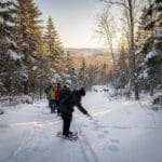 A group of people snowshoeing on a snowy trail in a forested area. The pine trees are covered in snow, and the sun is either setting or rising in the background, casting a serene winter glow. In the distance, at least two deer are visible on the trail, adding to the tranquil atmosphere of the scene.